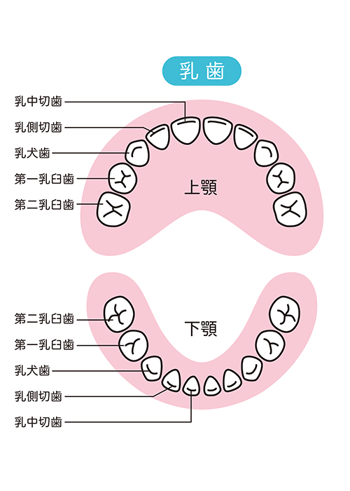 幼少期の乳歯